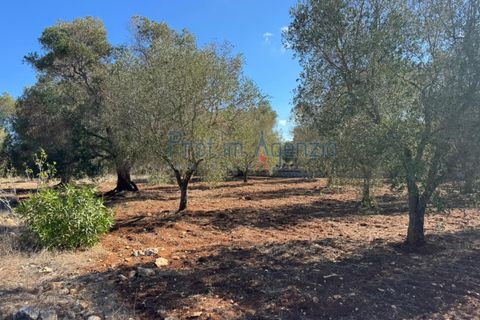 Helårsgrund i Carovigno, Brindisi, Carovigno - € 29.000 | Ref: 122781 - foto 12